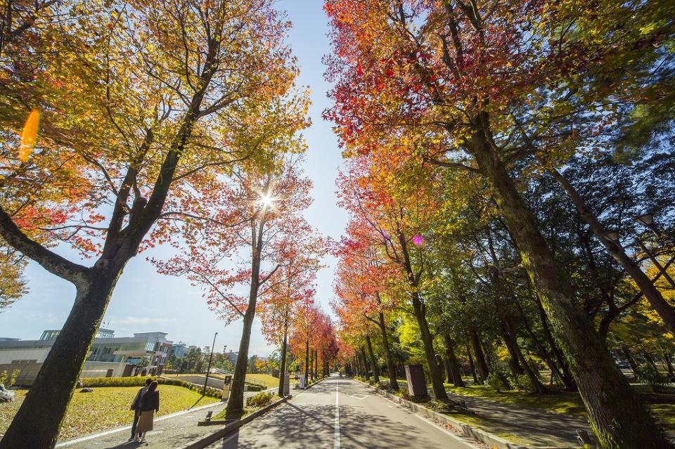 ここがアメリカ楓通り(画像は金沢旅物語公式サイトより)