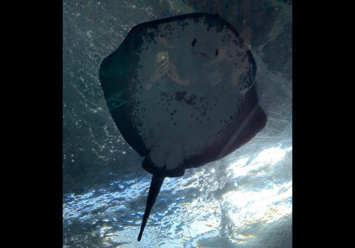 手が生えた...？（ゃこさんのツイートより）