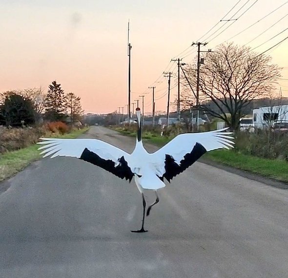 Kochi（＠komoko115）さんのツイートより