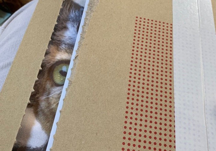 見てる...（写真はけもさんのツイートより、編集部でサイズ調整）