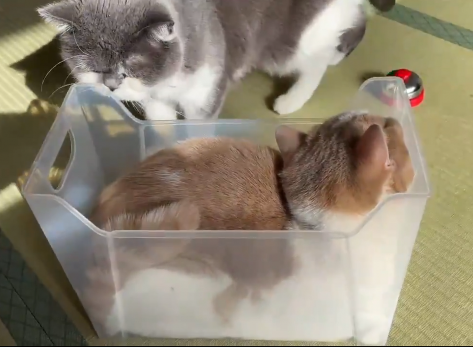 ぴったりフィットしている（＠jirosan77さん投稿の動画より、編集部でキャプチャ）