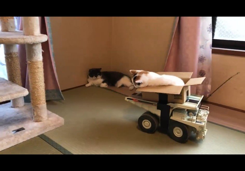 ＠jirosan77さんの映像より、編集部でキャプチャ