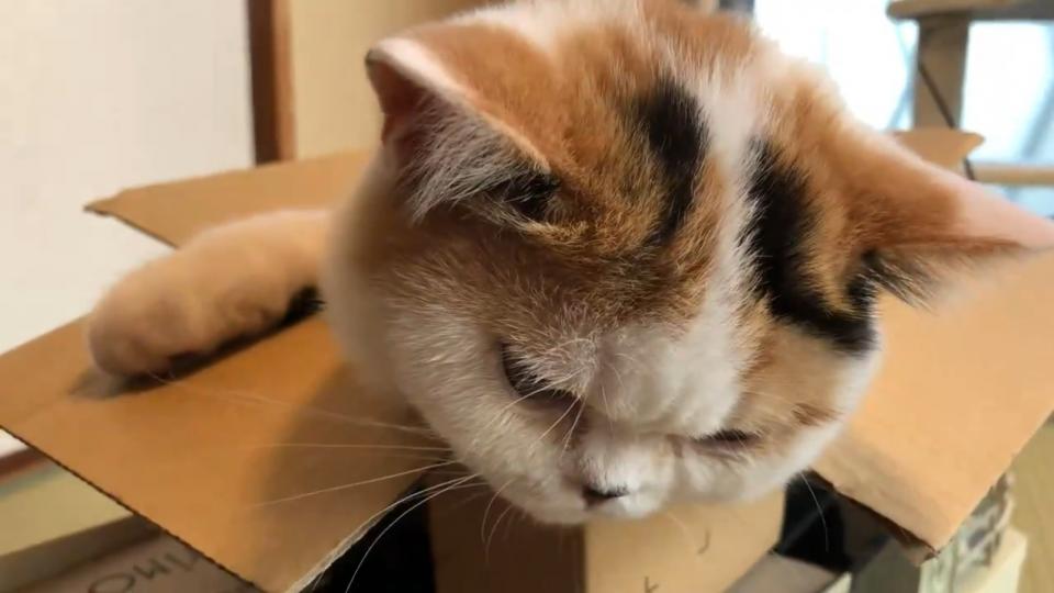 ＠jirosan77さんの映像より、編集部でキャプチャ