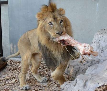 インドライオンのラージャー。食いしん坊なことは確かだ（画像提供：野毛山動物園）