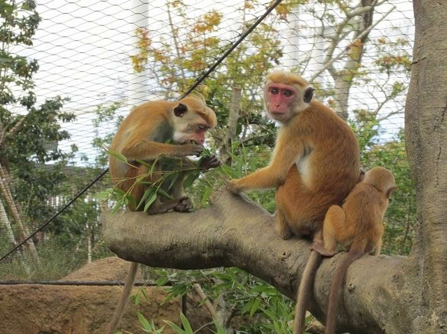 サルにはバナナをあげない方がよかった 宇部 ときわ動物園で意外な発見 全文表示 Jタウンネット