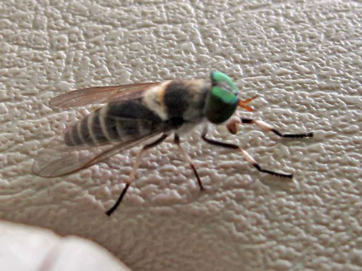 山あいで人を刺す虫 オロロ いったい何の仲間なの 全文表示 Jタウンネット