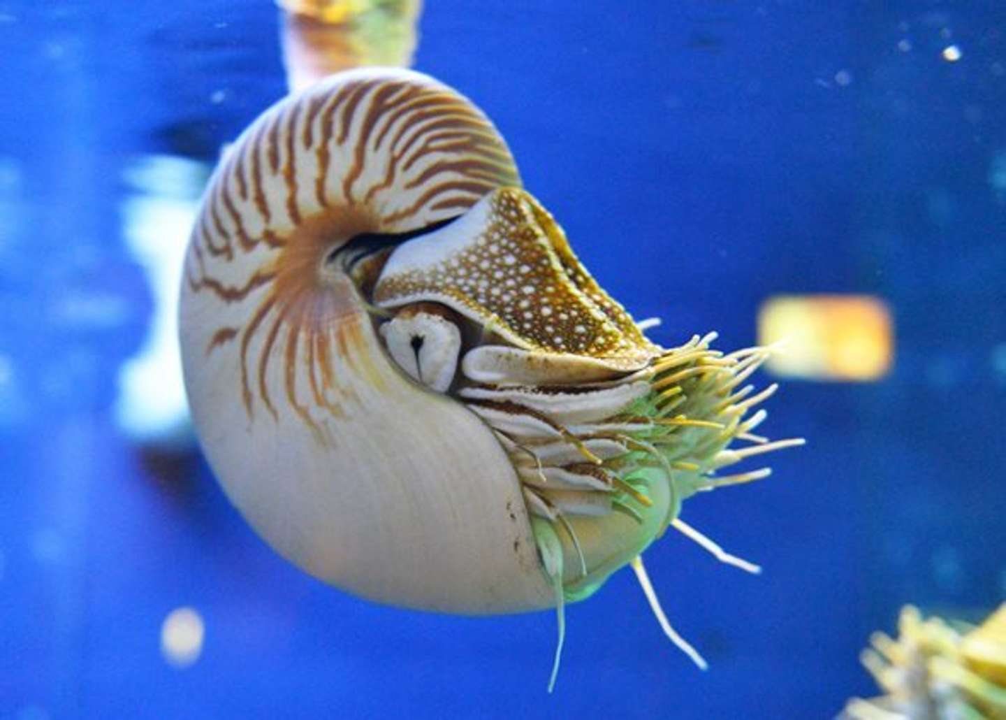 生きた化石、オウムガイ 生きた化石」とも呼ばれる不思議な生物「オウムガイ」とは