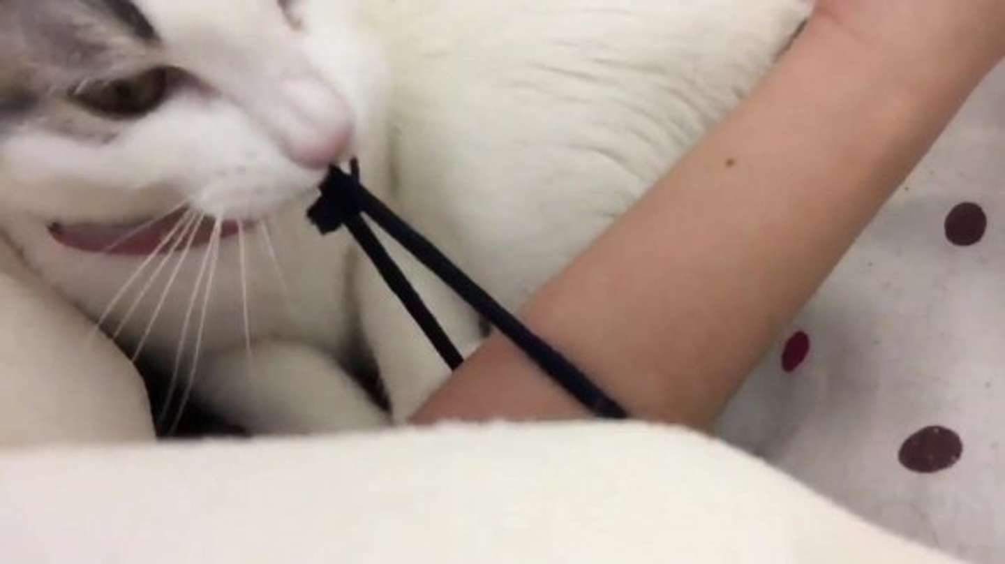 アメショ ご主人 朝だよ 起きて 確実に目が覚める ひどい 起こし方 全文表示 Jタウンネット