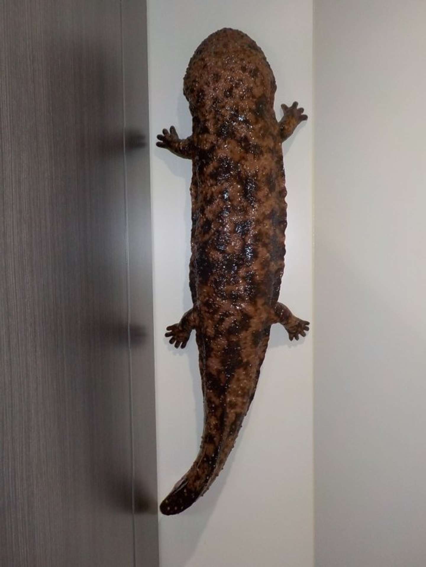 個室トイレに入ると 目の前にヤツが 宮島水族館の 仕掛け が話題 全文表示 Jタウンネット