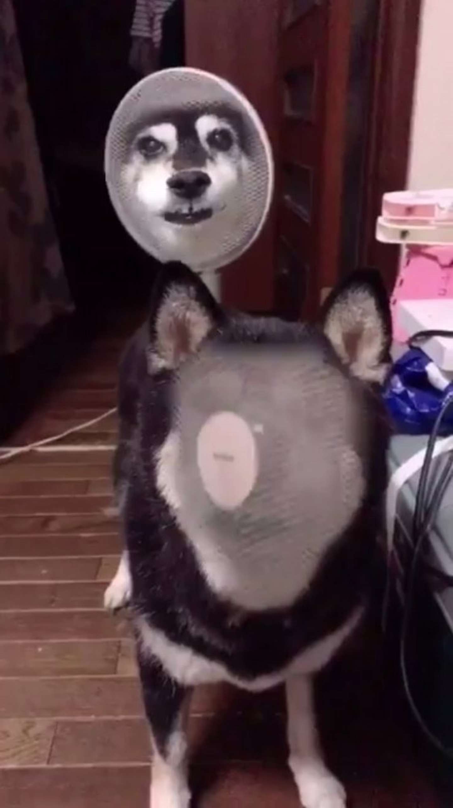 犬と扇風機が 顔交換 されちゃった 全文表示 Jタウンネット