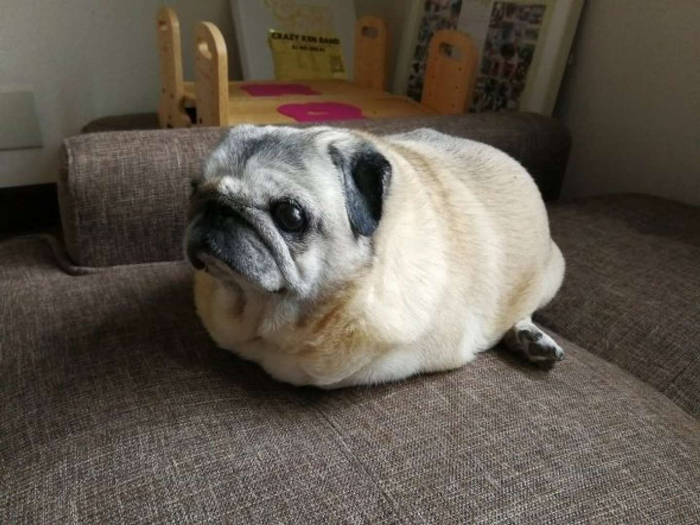 冬が来た パグもお家で丸くなる 全文表示 Jタウンネット