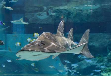 シノノメサカタザメ（画像提供：名古屋港水族館）