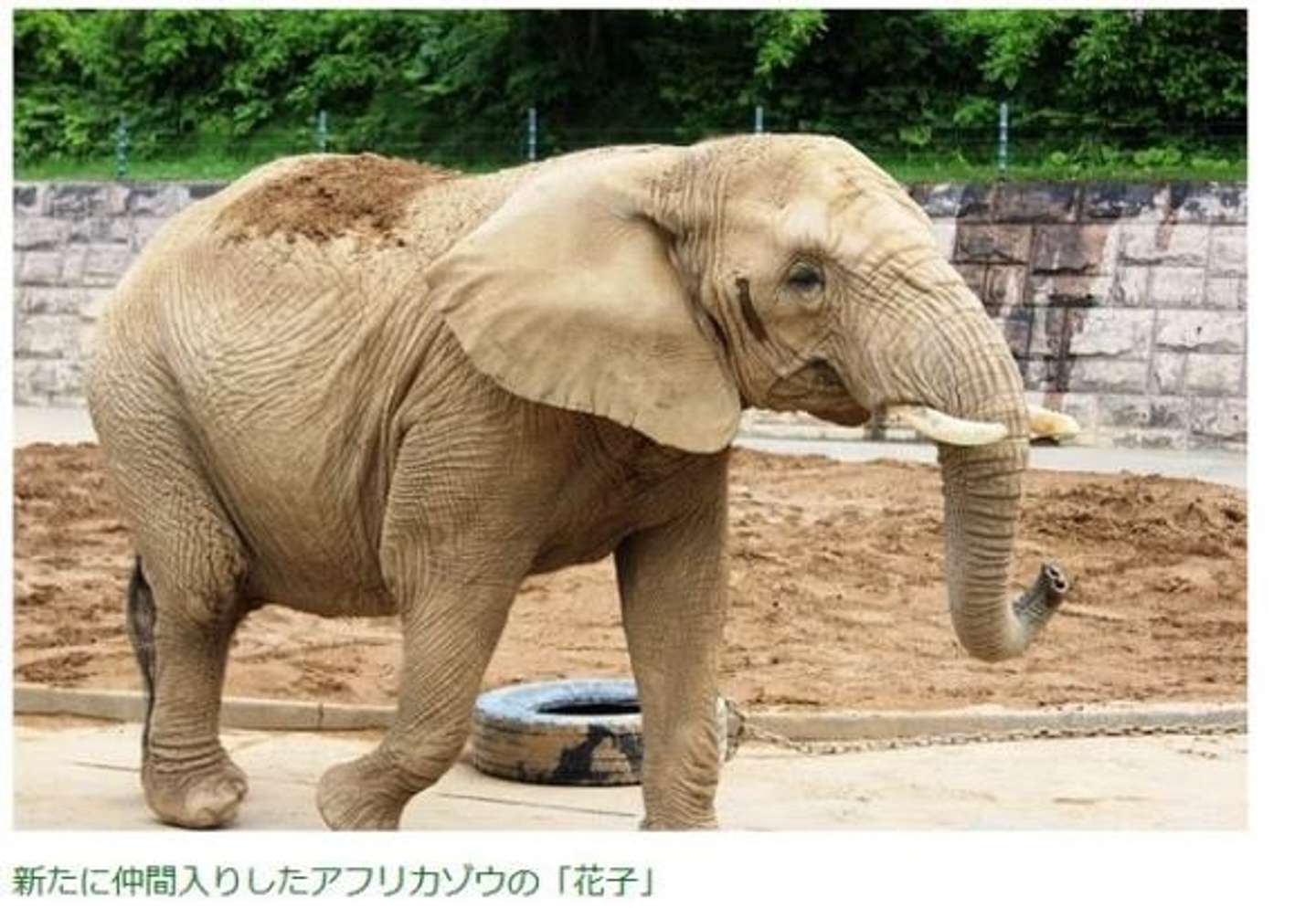動物園からゾウが消える 仙台と秋田で交換プロジェクト開始 全文表示 Jタウンネット