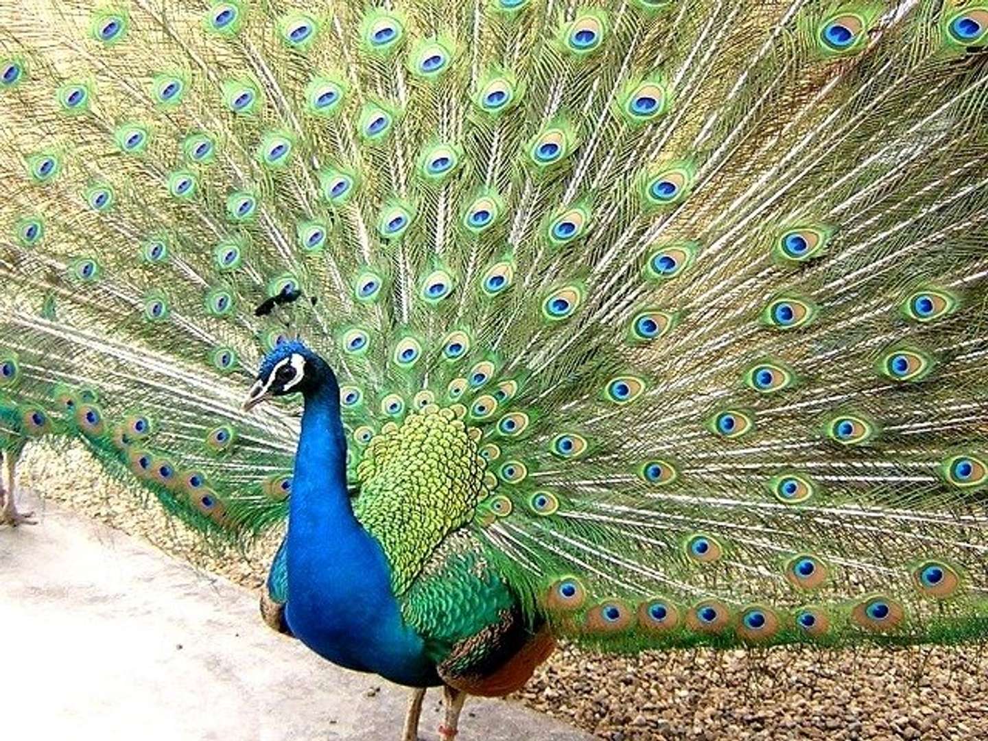 京大の クジャク同好会 は 一体どんな活動をしているのか 全文表示 Jタウンネット