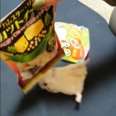 おまんじゅう（＠omanjuu_ham）さんのツイートより