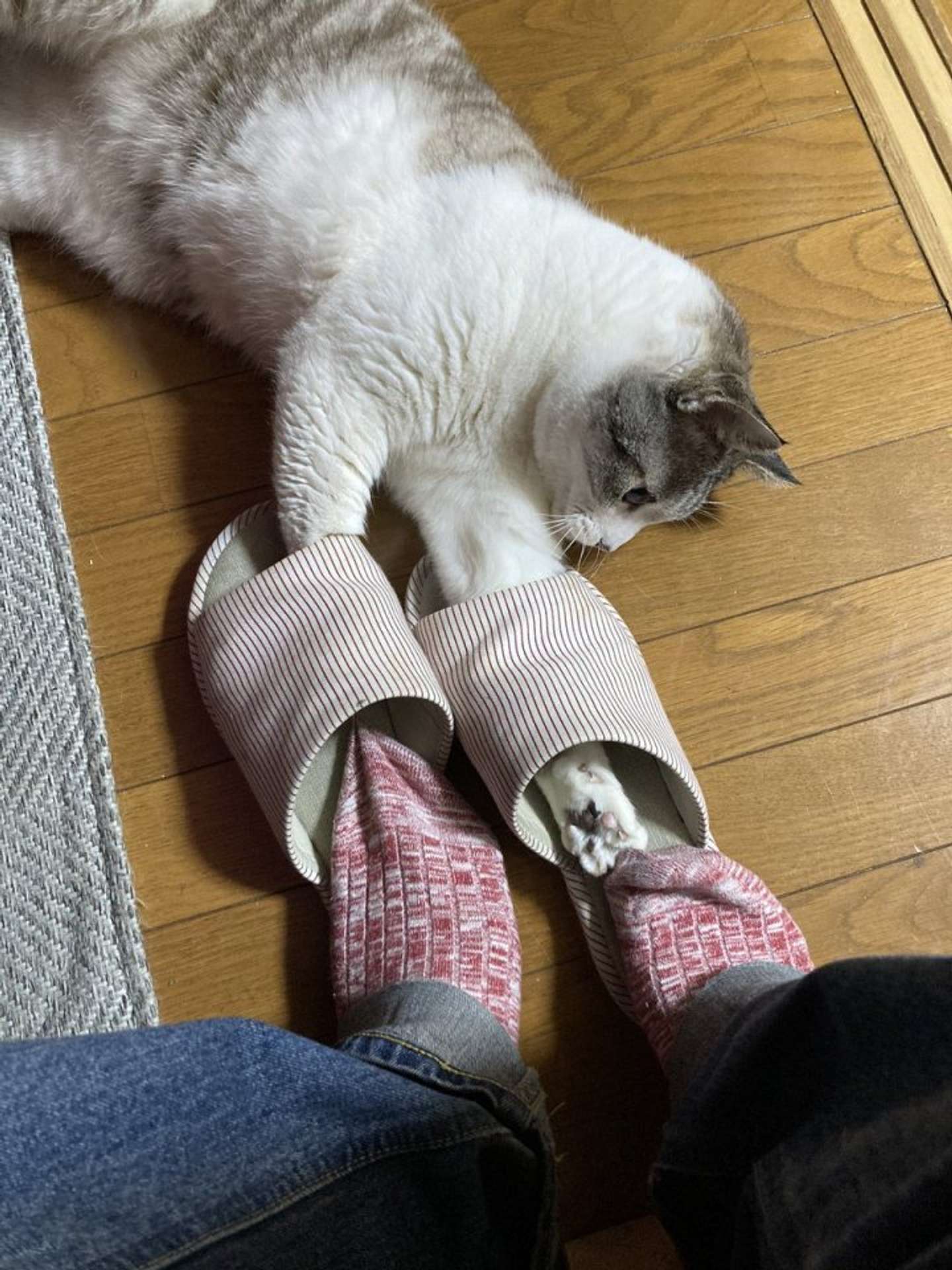 お気に入りらしい（画像はささ木＠gamsicさん提供)