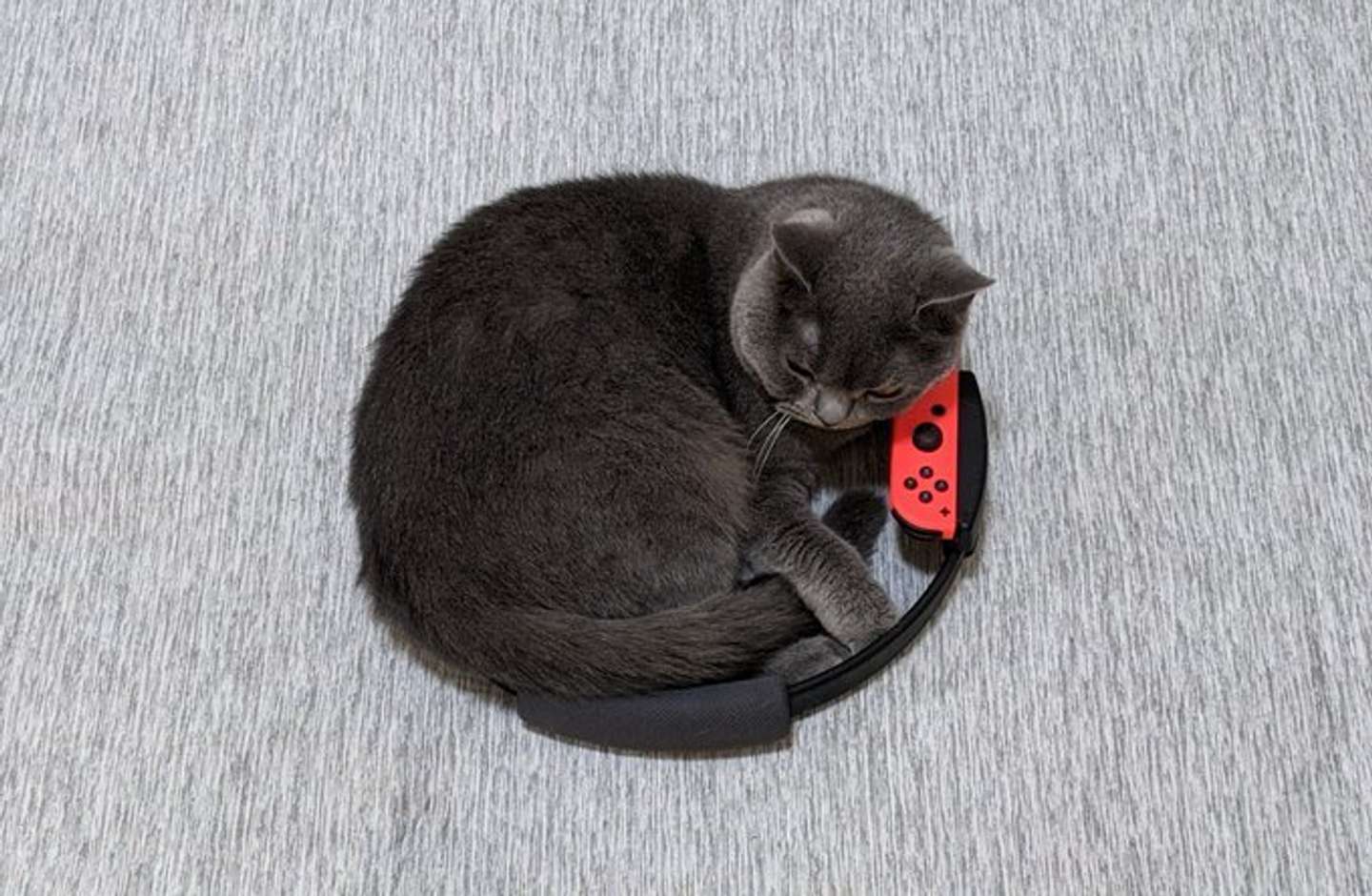 リングにフィット（画像は鉄朗と倫太郎と光太郎@goma_tetsuroさん提供)
