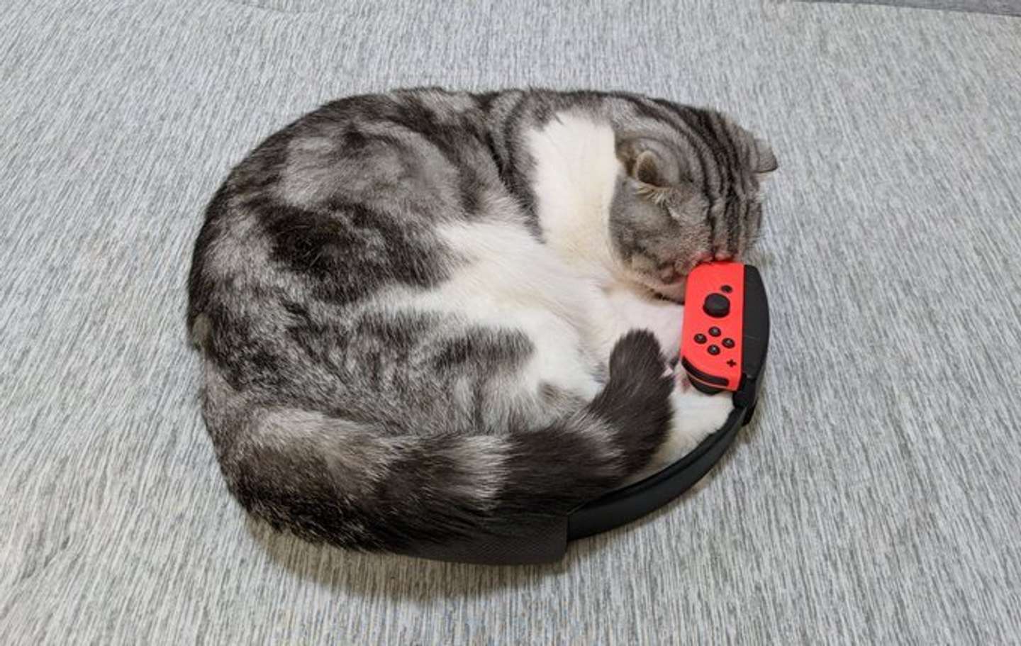 真ん丸だ（画像は鉄朗と倫太郎と光太郎@goma_tetsuroさん提供)