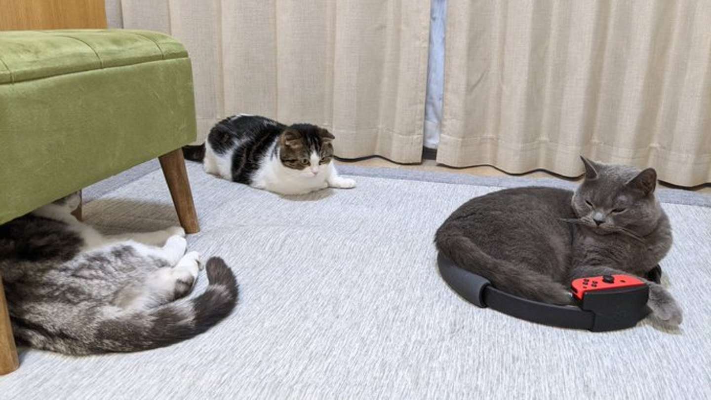 猫界でも人気？（画像は鉄朗と倫太郎と光太郎@goma_tetsuroさん提供)