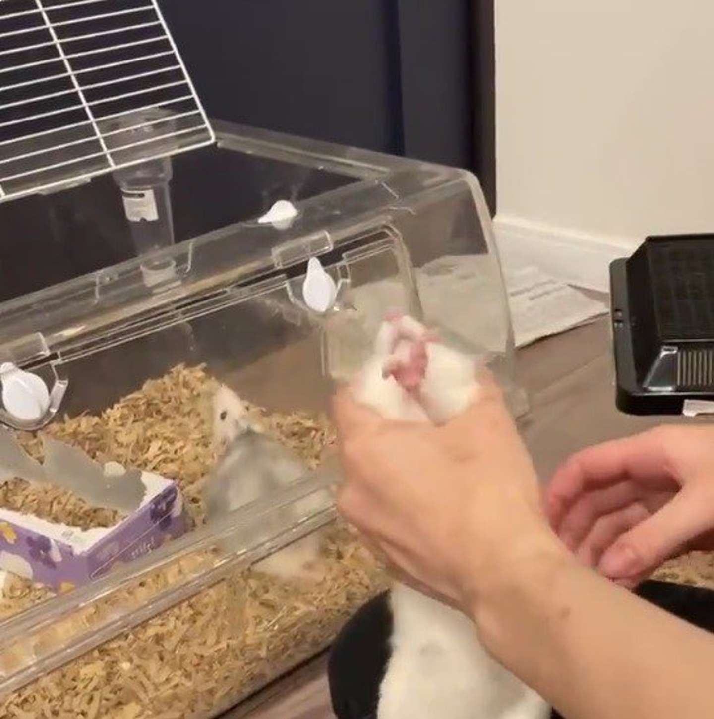 手をぎゅっとしたかと思いきや...（画像はねずみモッチリたま太郎＠nemutamatamaさん提供）