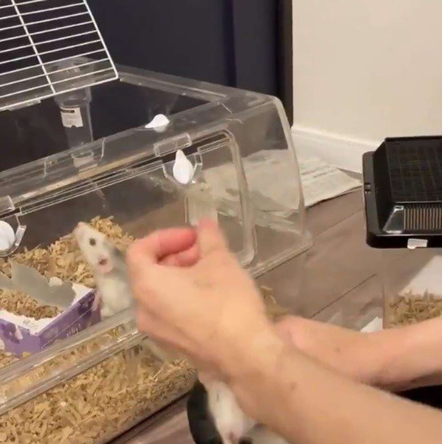 脱出！（画像はねずみモッチリたま太郎＠nemutamatamaさん提供）