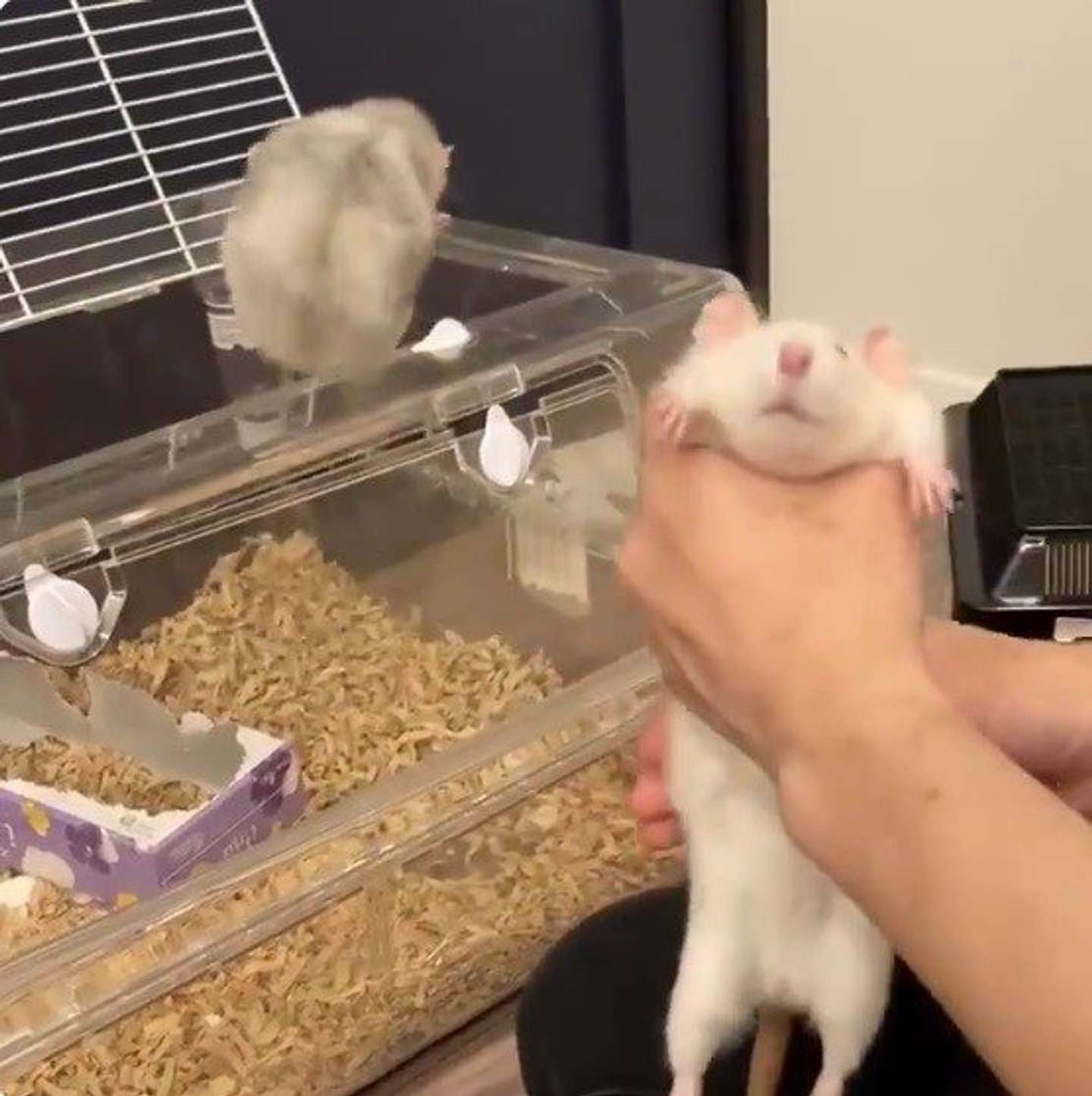 脱走したものの...（画像はねずみモッチリたま太郎＠nemutamatamaさん提供）