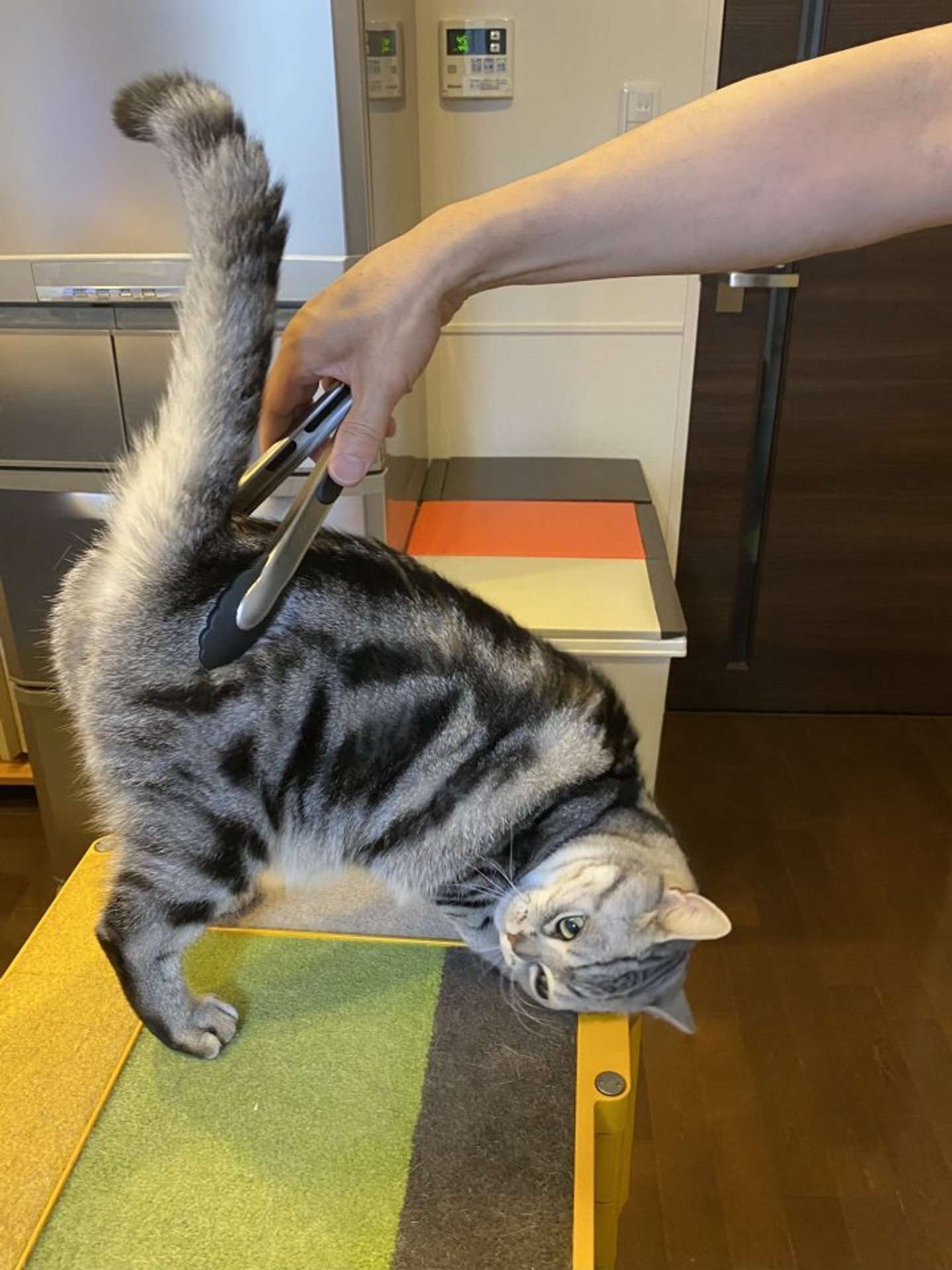 気持ちいいの？（画像はあめ＠gentlerain0さん提供)