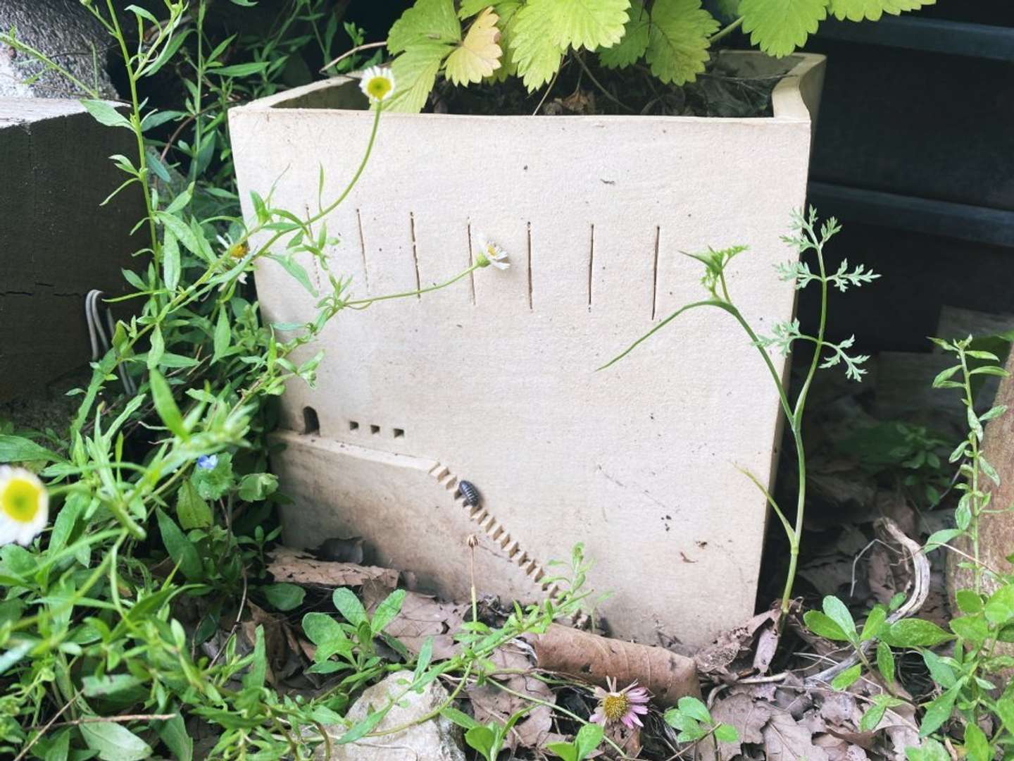 ヒキで見ると、より可愛い？（画像はうさみあやか（＠ayaka182）さんから）