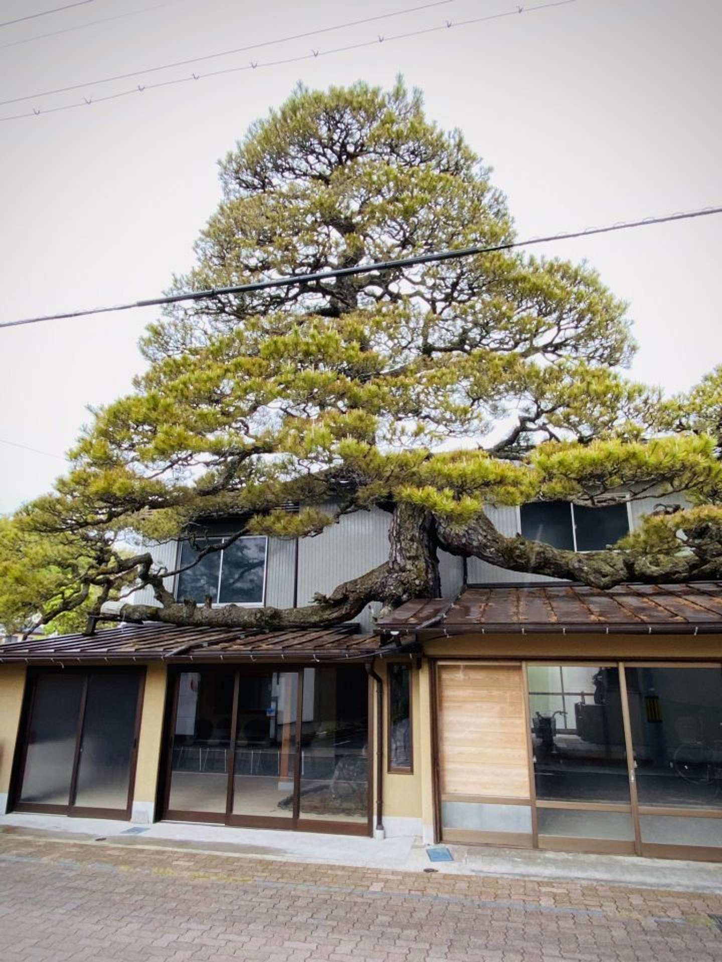 なかなかにすごい経歴だった