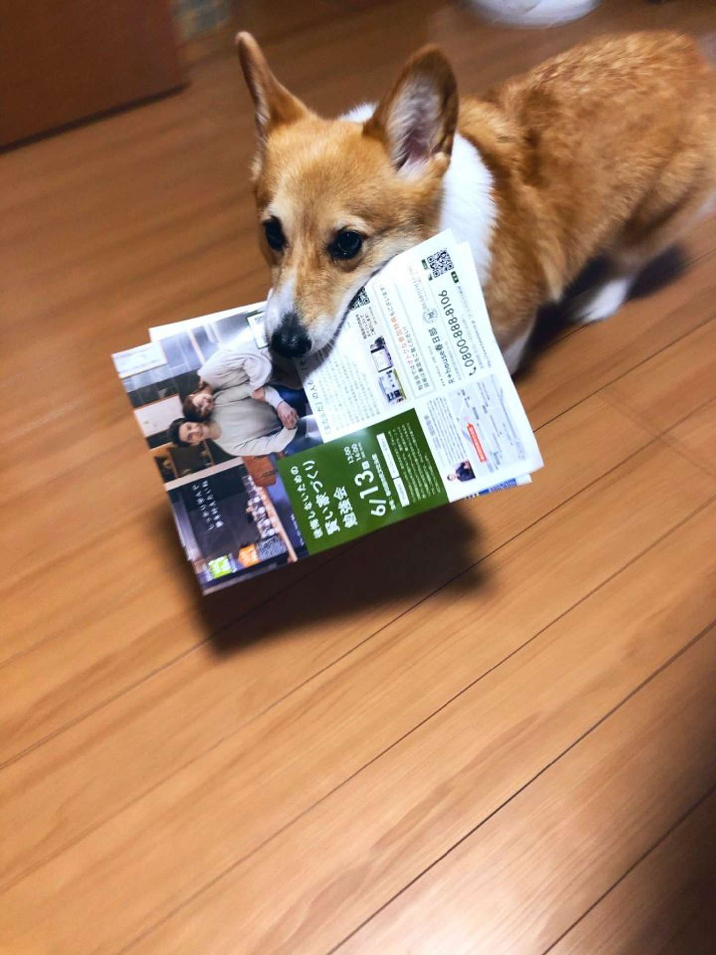 新聞配達してる！（画像はしお＠BELL_1030さん提供）