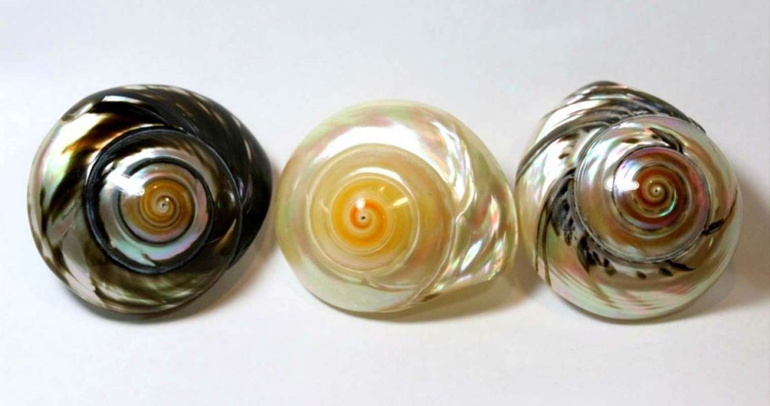 宝石みたいに美しい スーパーで買った 食用の貝 を磨いた結果がこちらです 全文表示 Jタウンネット