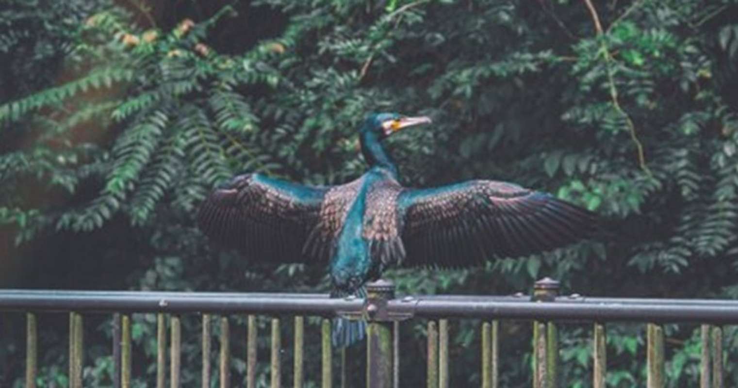 穿孔する ギター 有益な 羽 休め 意味 Egc4u Jp