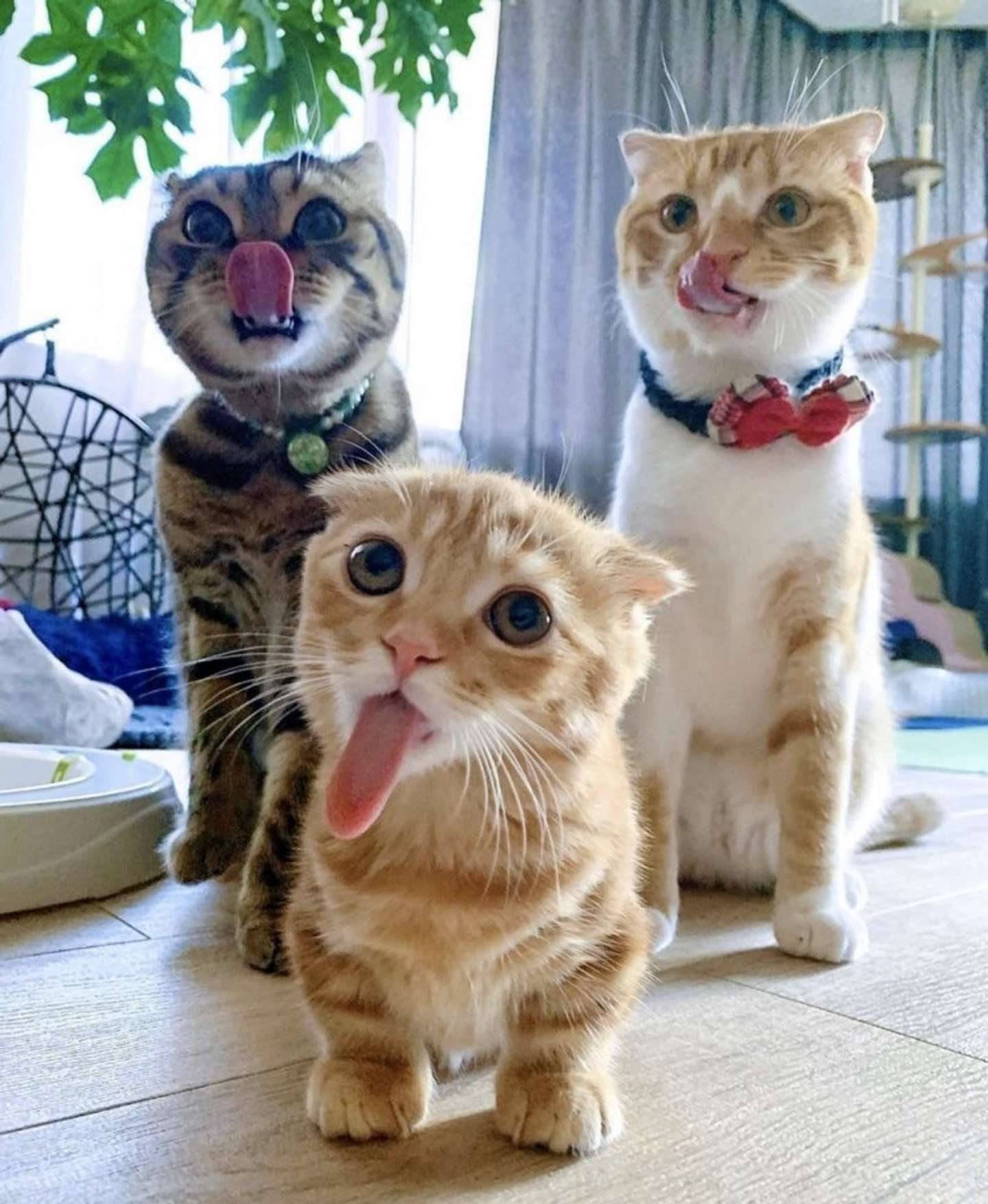 ぺろぺろ（画像は＠hinako_munchkinさん提供）