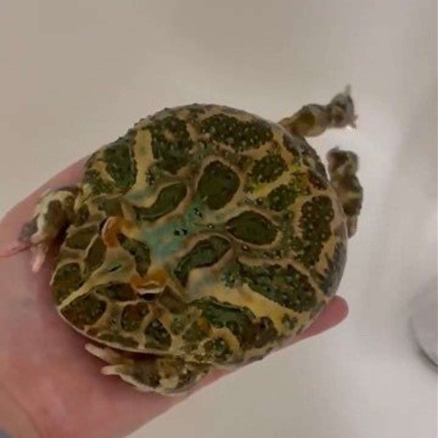 おてての上でバタバタ（こけももさんの動画より、一部スクリーンショット）