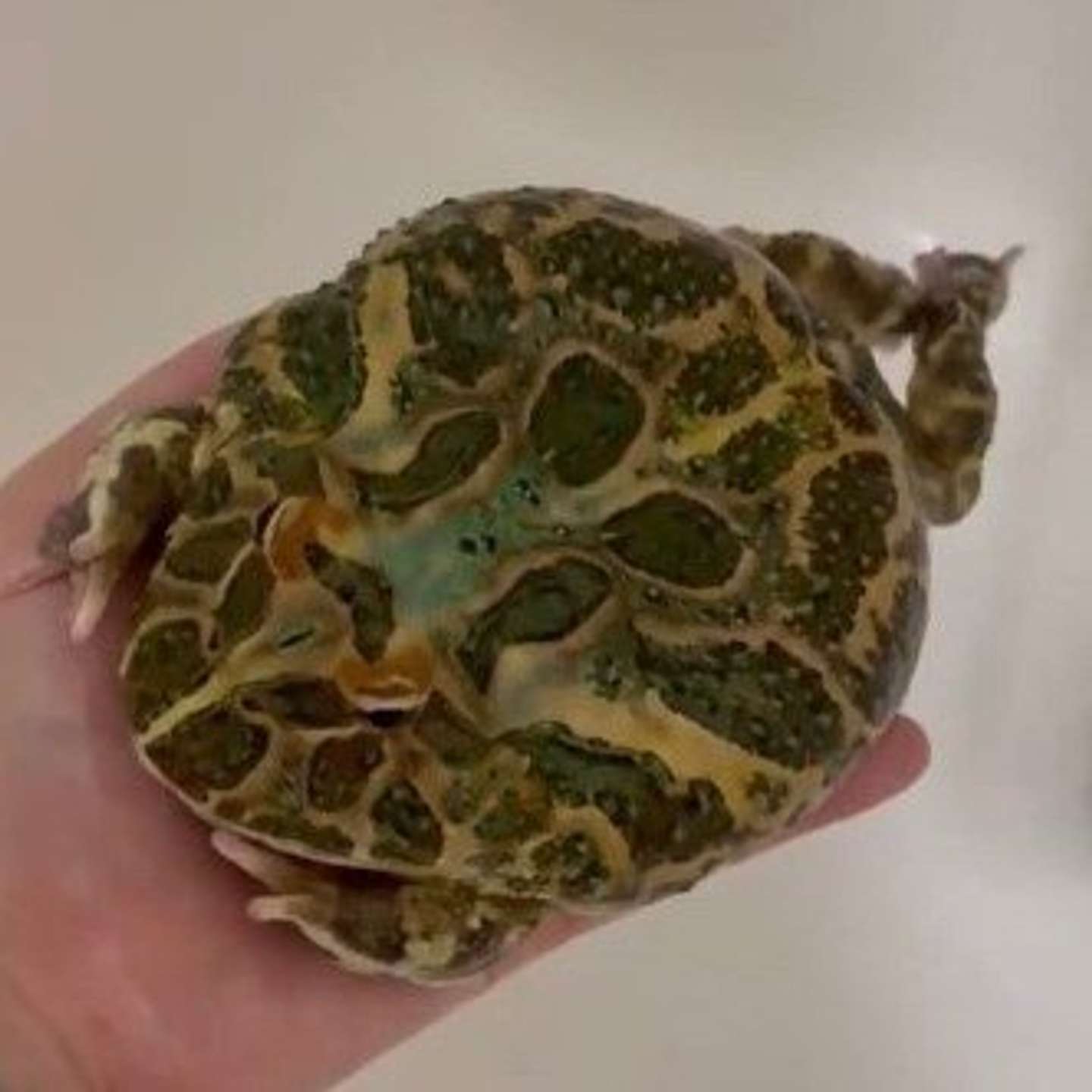 平泳ぎかな？（こけももさんの動画より、一部スクリーンショット）