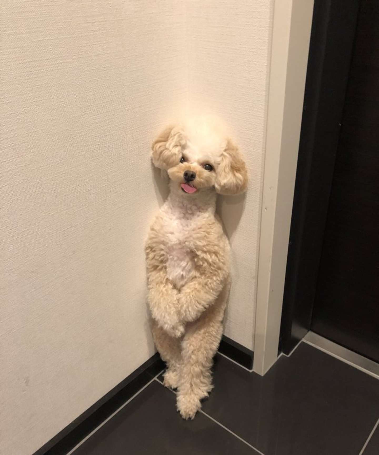 おねだりしてるの？（画像はぷりん@one_puriさん提供)