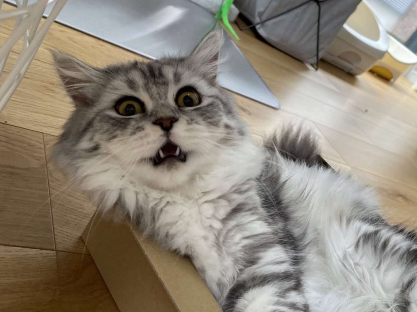 見事な表情（画像は＠potechi_nikkiさん提供）