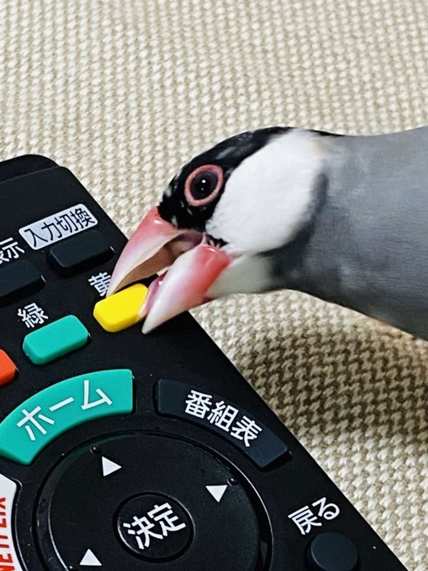 食べてやる！（以下、画像はうどん＆おでん＆こんぶ＠udonchan0401さんのツイートより）