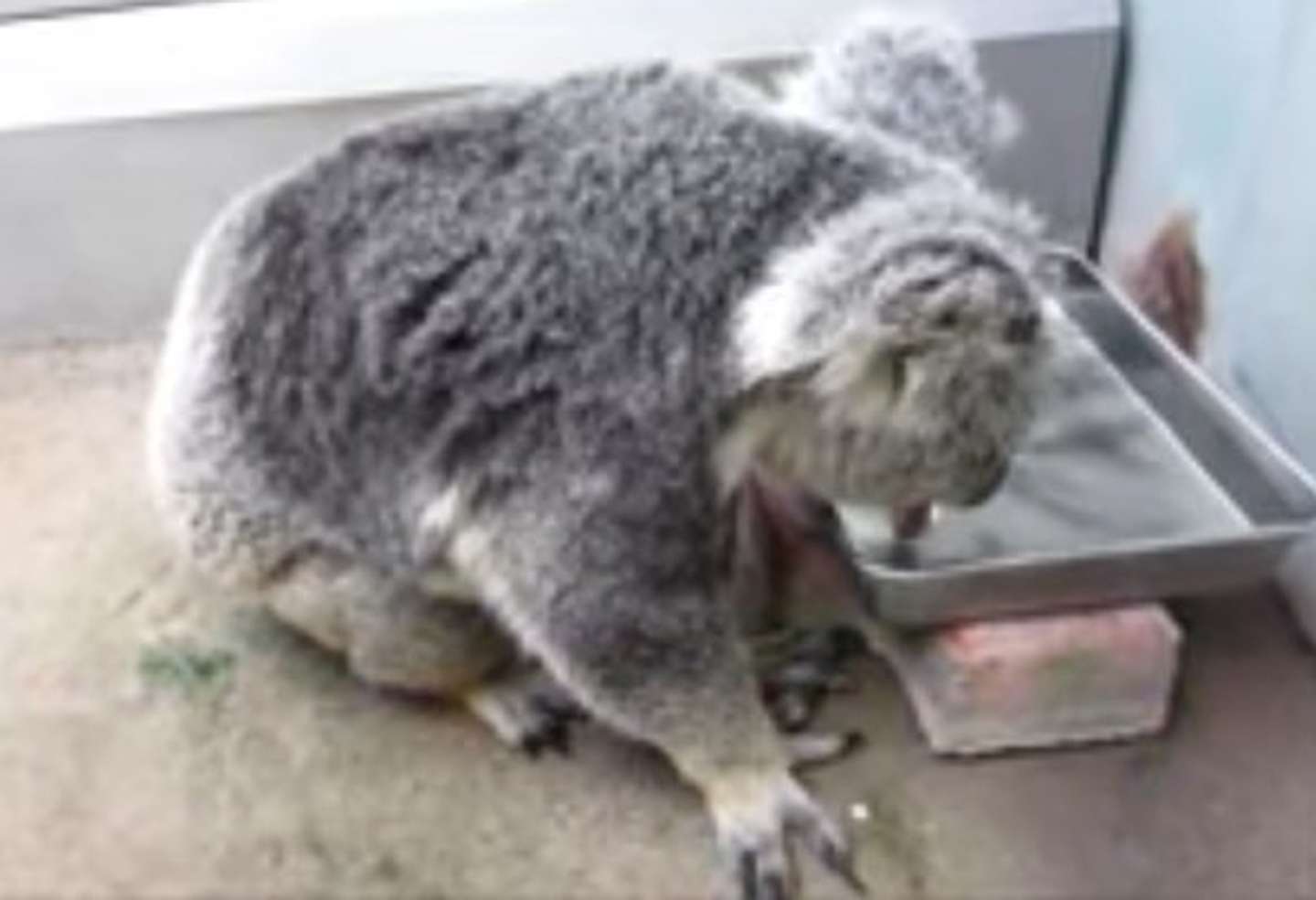 平川動物公園「動物たちがひたすら水を飲む！」より
