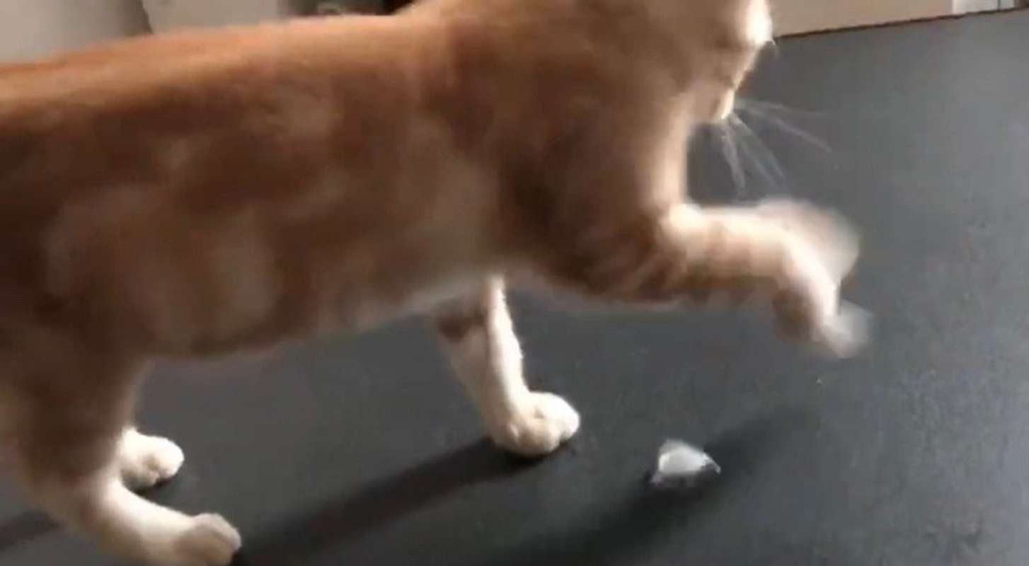 冷たい！（画像は＠mocha0422xxさんの動画より）