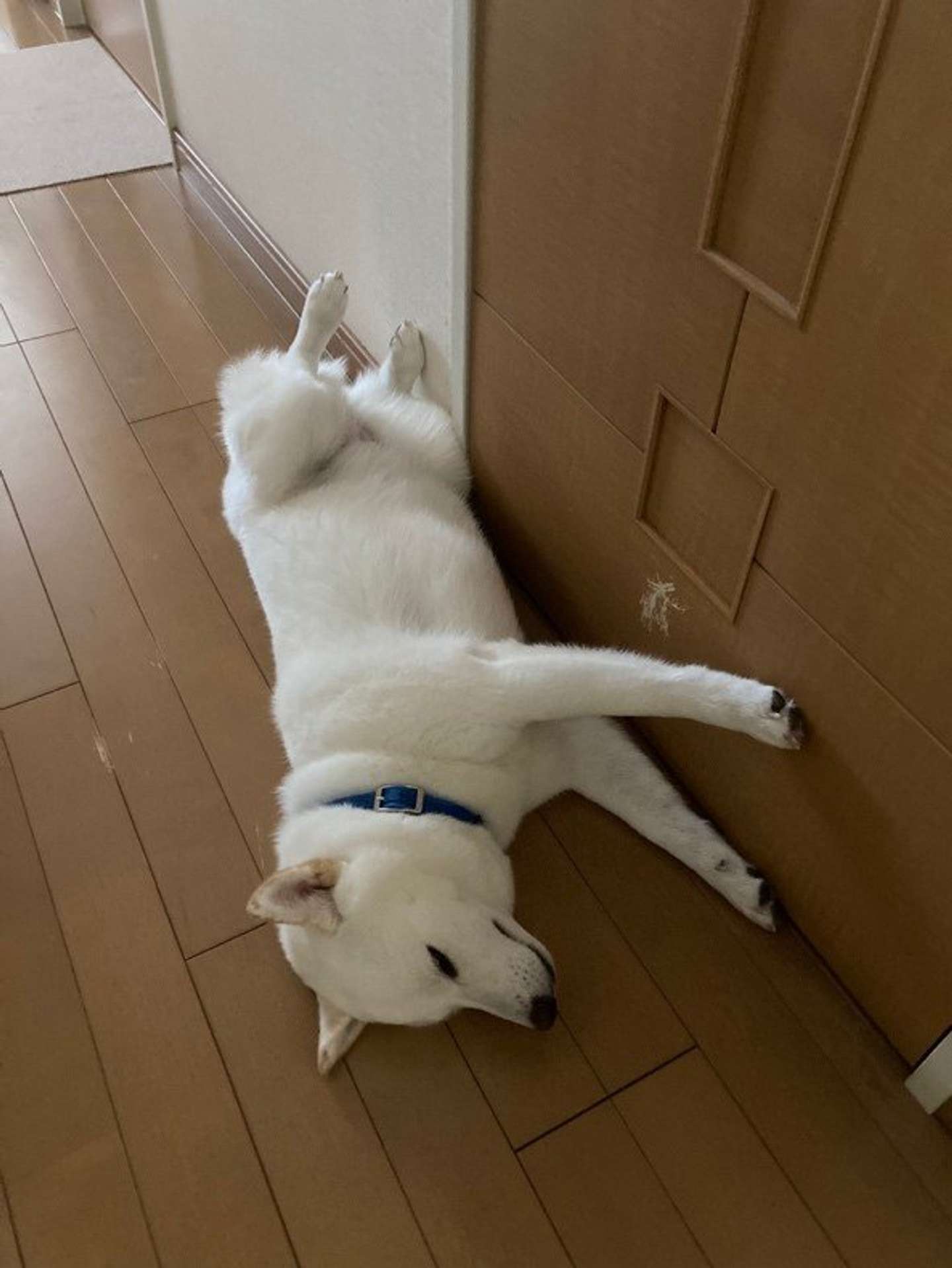 ガードしてる？（画像は柴犬ゆきみ＠yukimi_shibaさん提供）