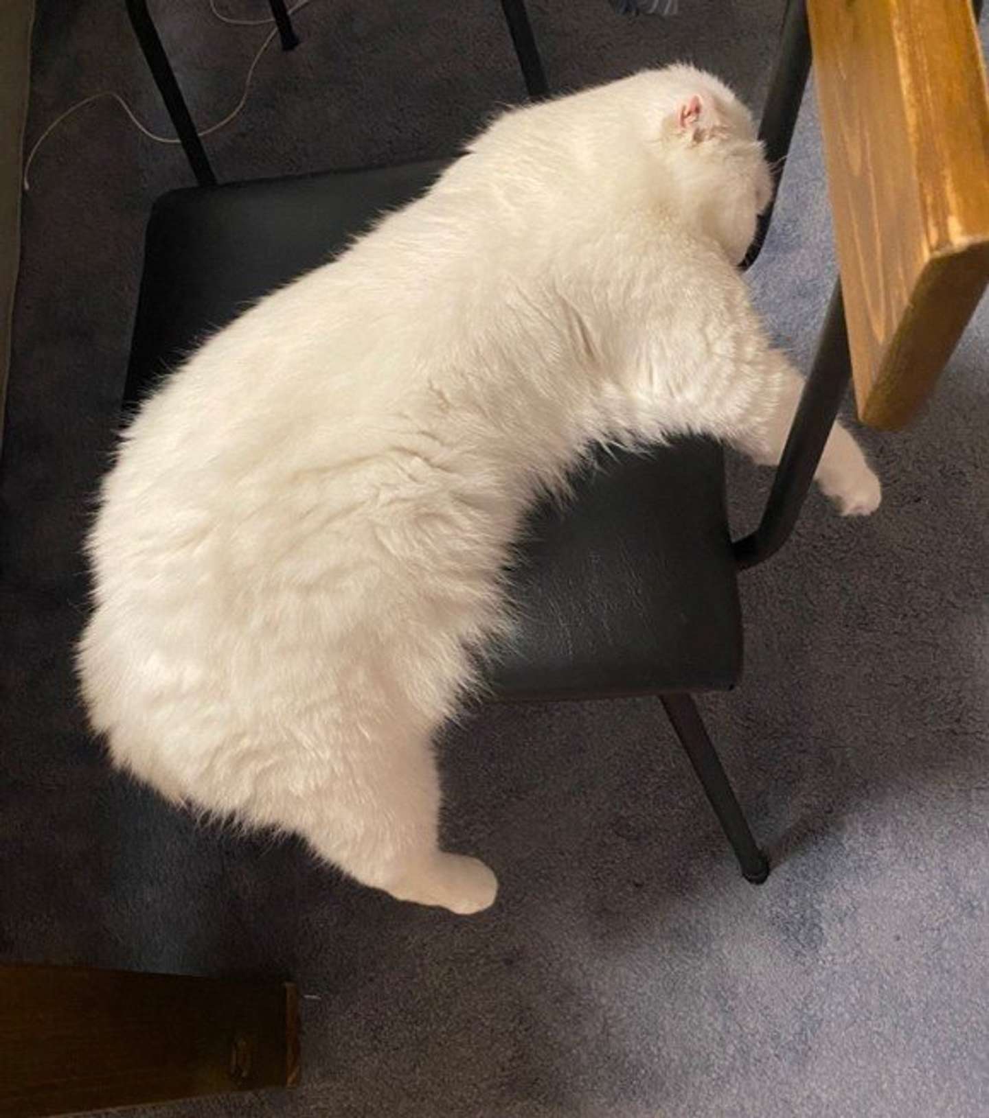 上から見ると...（画像は＠s_sekkoさん提供)