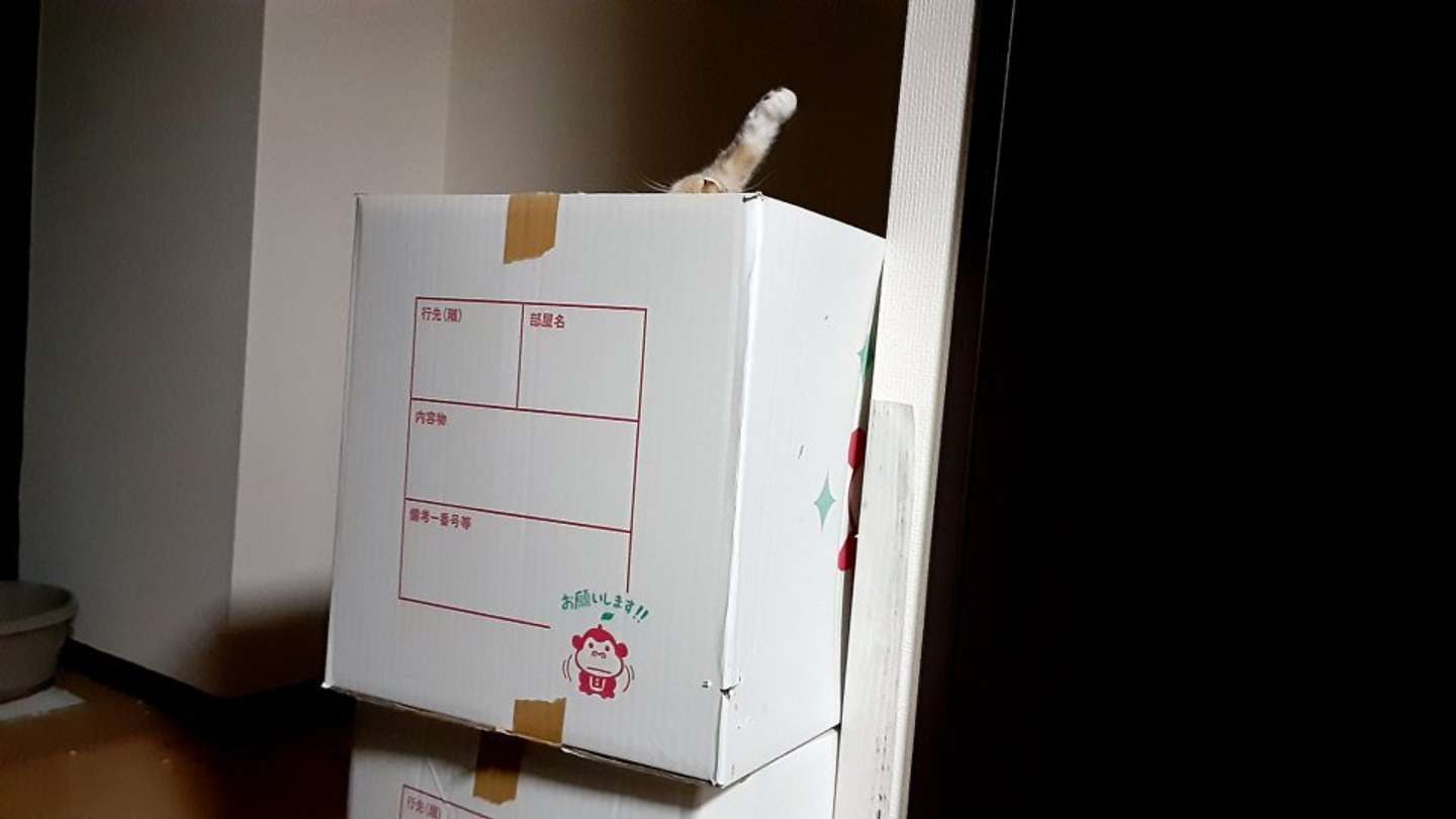 どんぐりにゃんこさんが最初に発見した時の光景