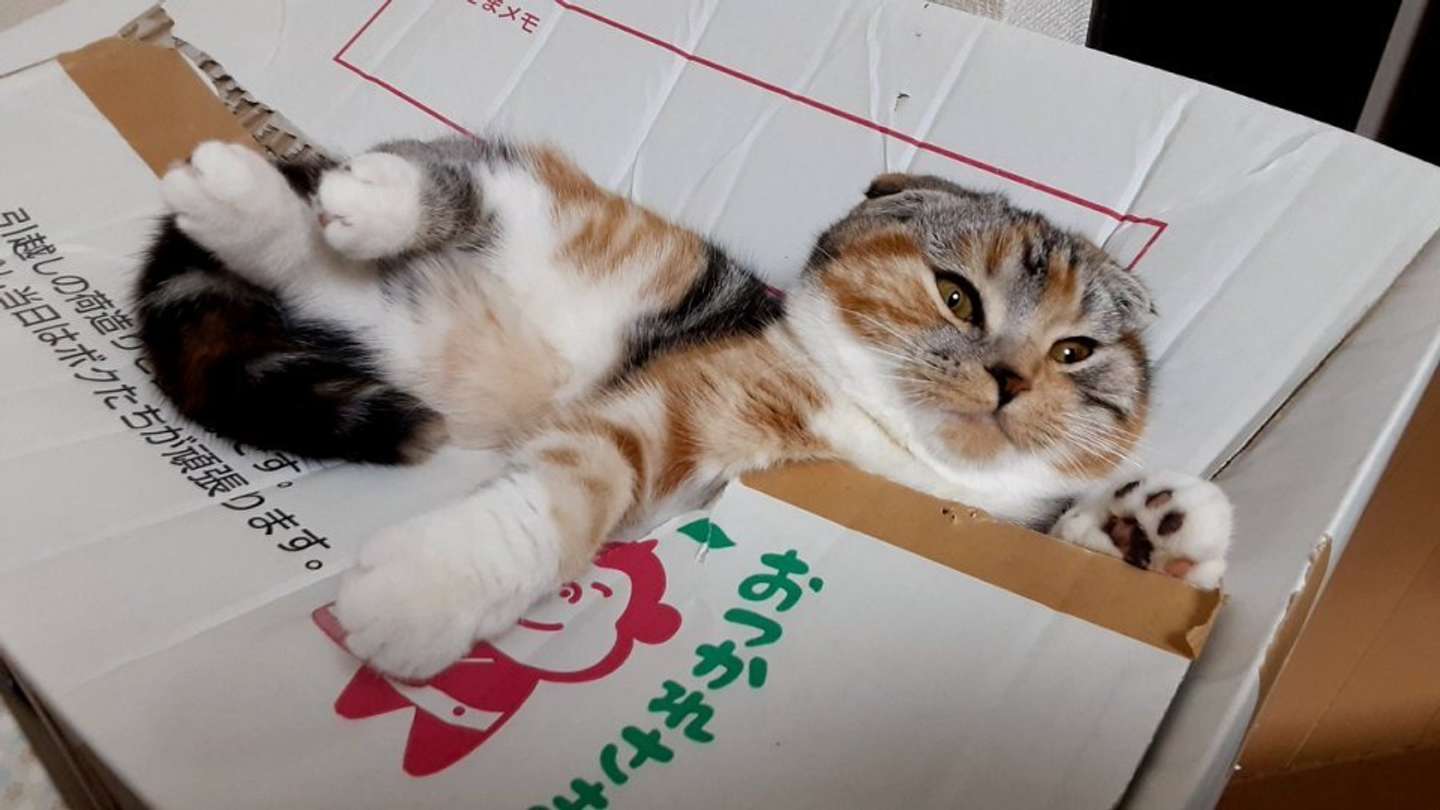 起こされて不機嫌そうな楓ちゃん（画像はどんぐりにゃんこさん提供）