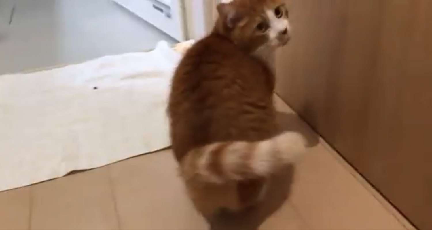 森パンツ（＠chinbrick）さんのツイートより（画像は編集部でトリミング）