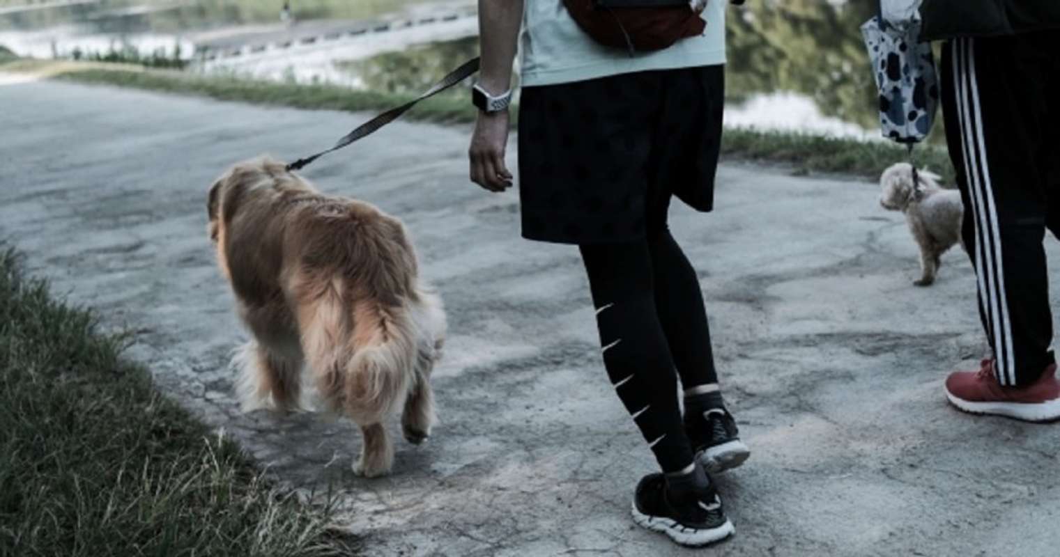 保護犬を引き取ったら 思いのほか大きく成長 マンションの管理会社に処分か退去を迫られて 兵庫県 性別不明60代 全文表示 Jタウンネット