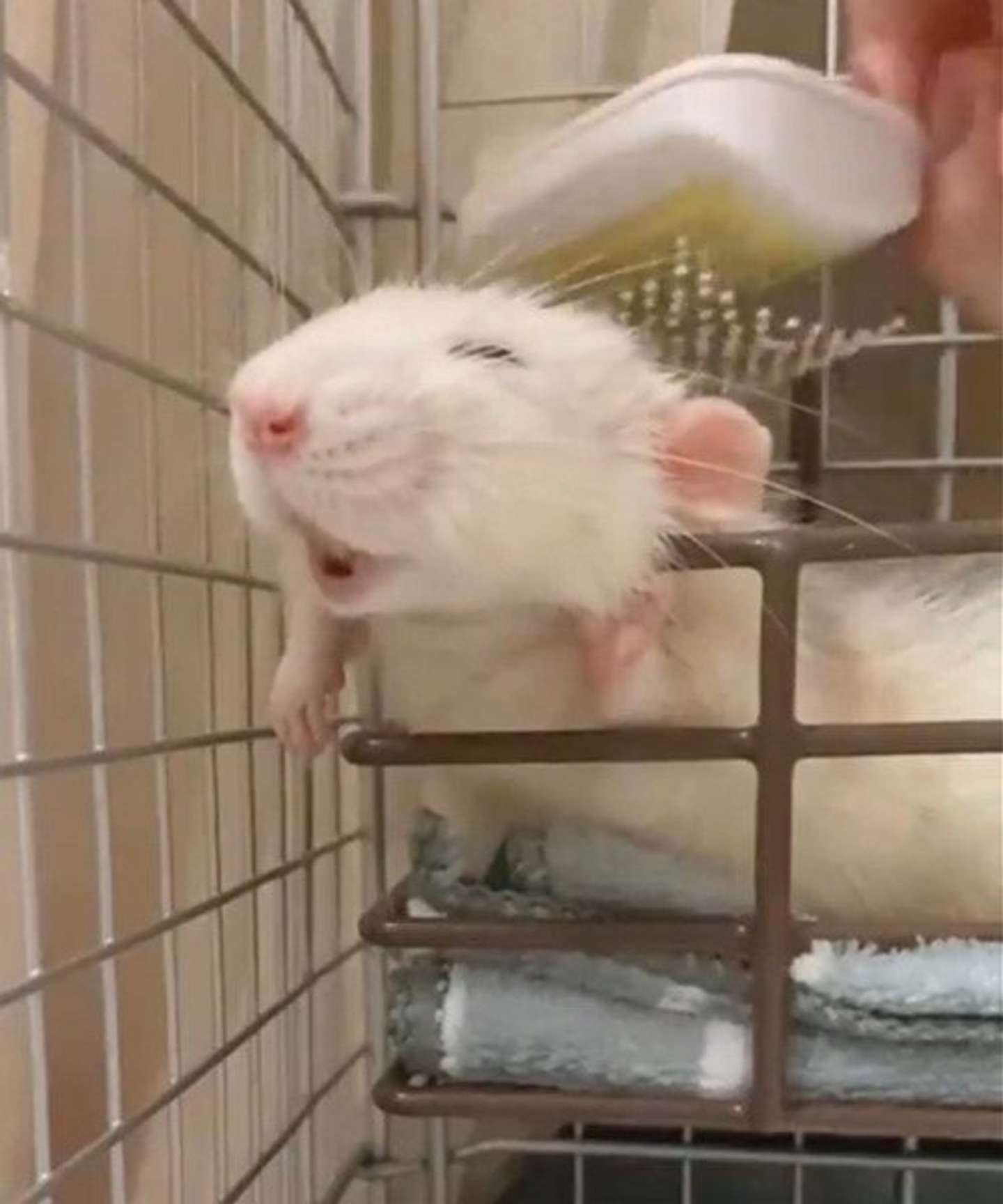 気持ちよさそう...（画像はLITA＠LITADAYO_さんの動画より)