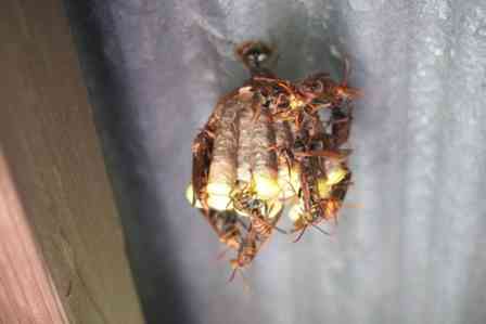 「野生のハチに刺されたから『謝罪に来い』という隣人。確かに巣はウチの倉庫にできてたけど...」(山口県・40代女性)