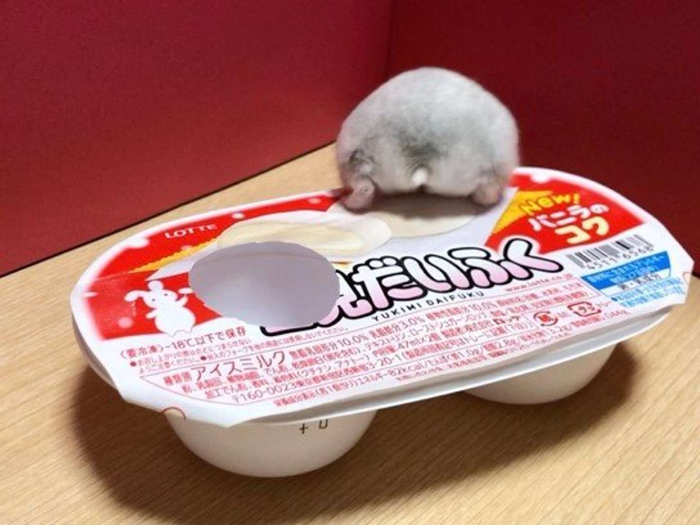 脱走中？（画像はトロ＠toro303606さん提供)