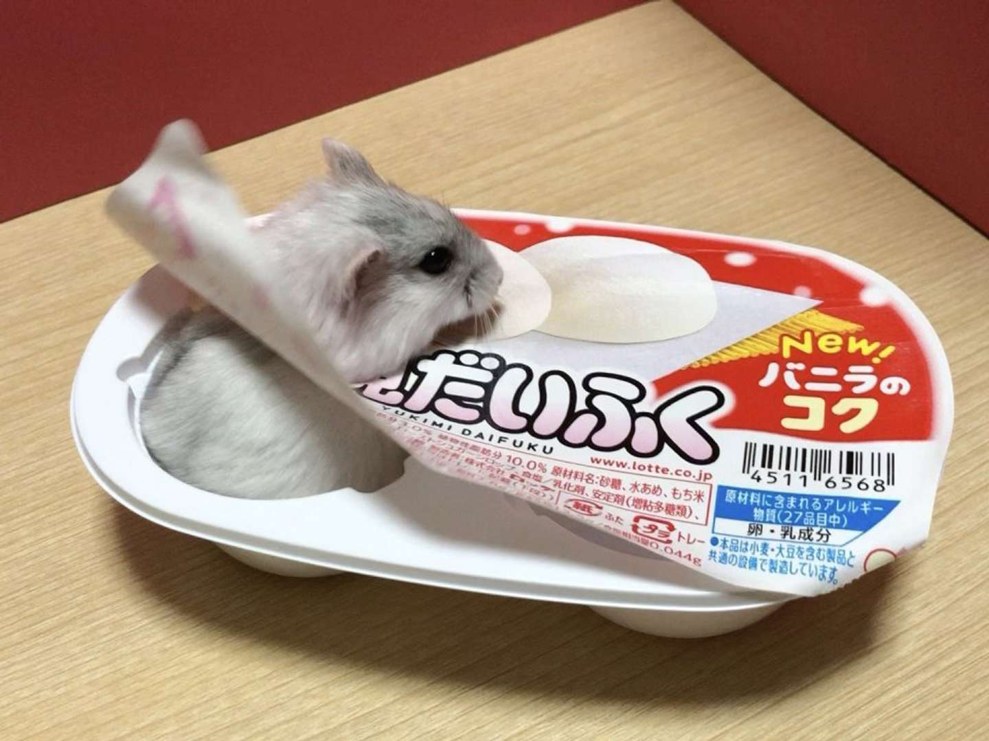 おやつを食べるマルちゃん（画像はトロ＠toro303606さん提供)